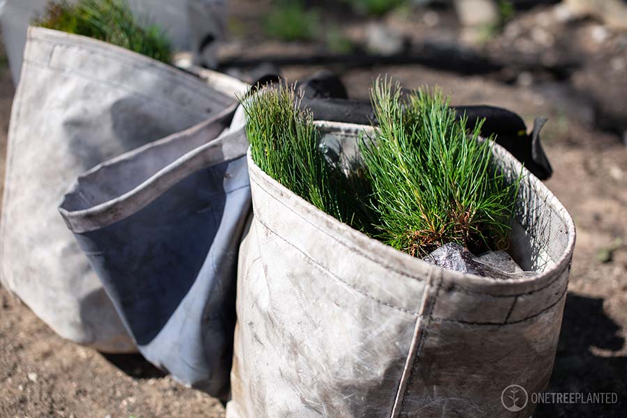 planting-trees